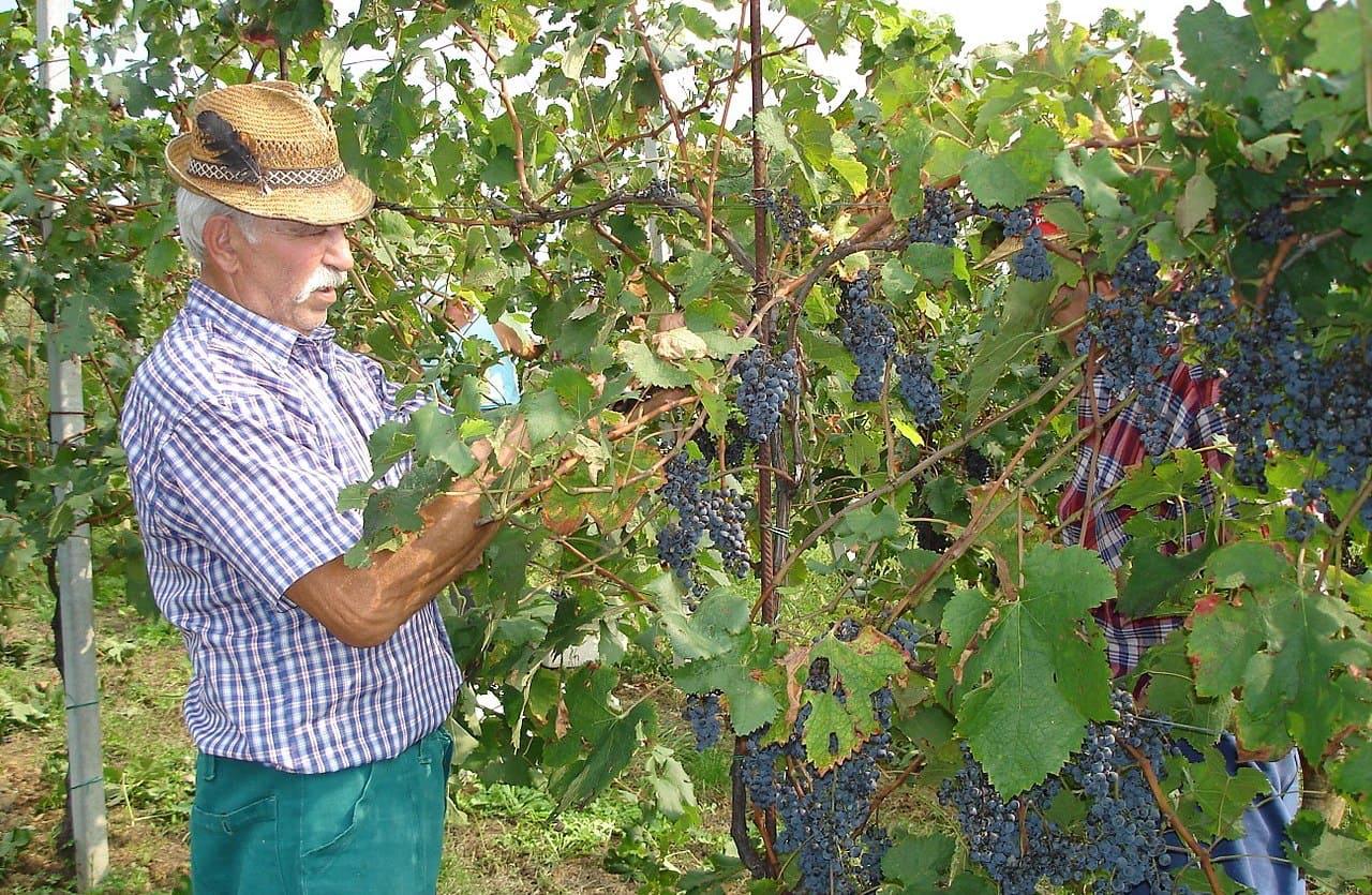 Immagine per Produttori di vino del Fvg preoccupati per la siccità, dubbi sulla vendemmia