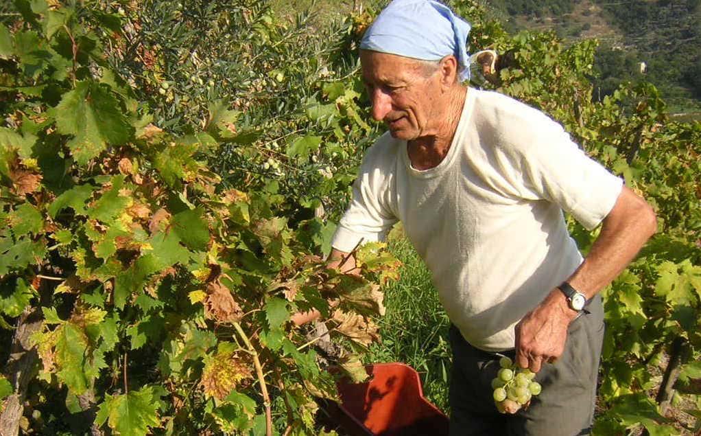 Immagine per Pochi operai e molta tecnologia, come cambia la vendemmia nel Goriziano