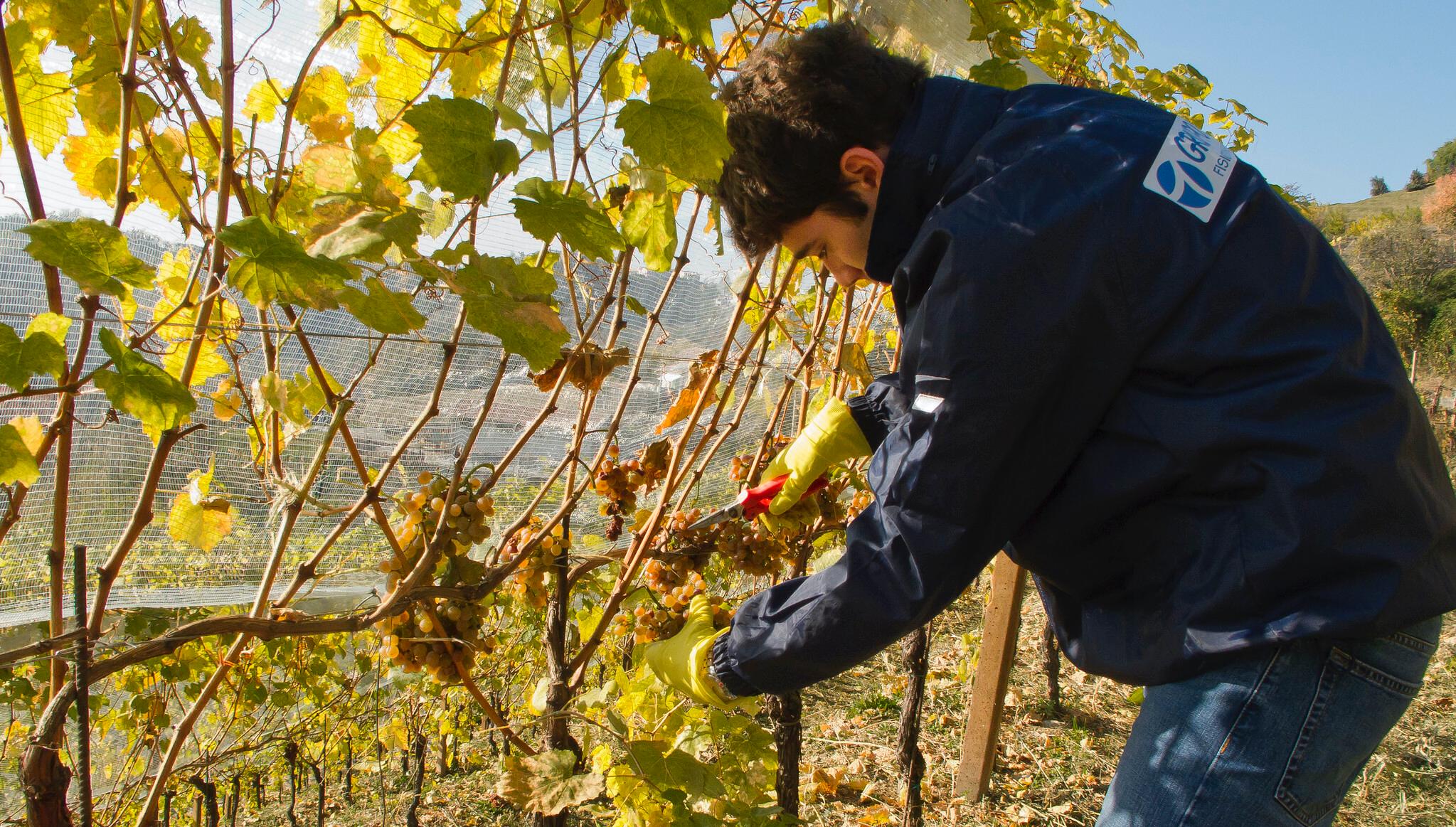 Immagine per Il gran caldo anticipa la vendemmia sul Collio, «ottima annata»