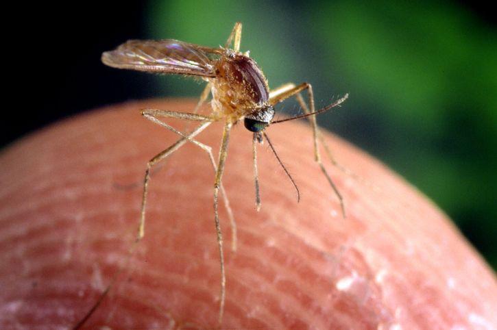 Immagine per West Nile, caso a San Canzian d'Isonzo tra i primi emersi in regione