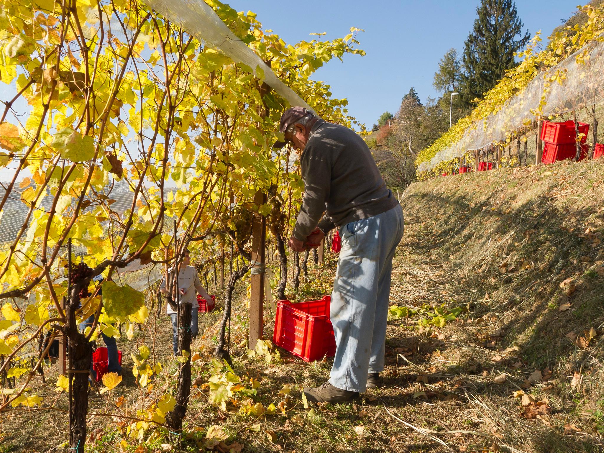 Copertina per Aziende del Collio pronte per la vendemmia, via a inizio settembre