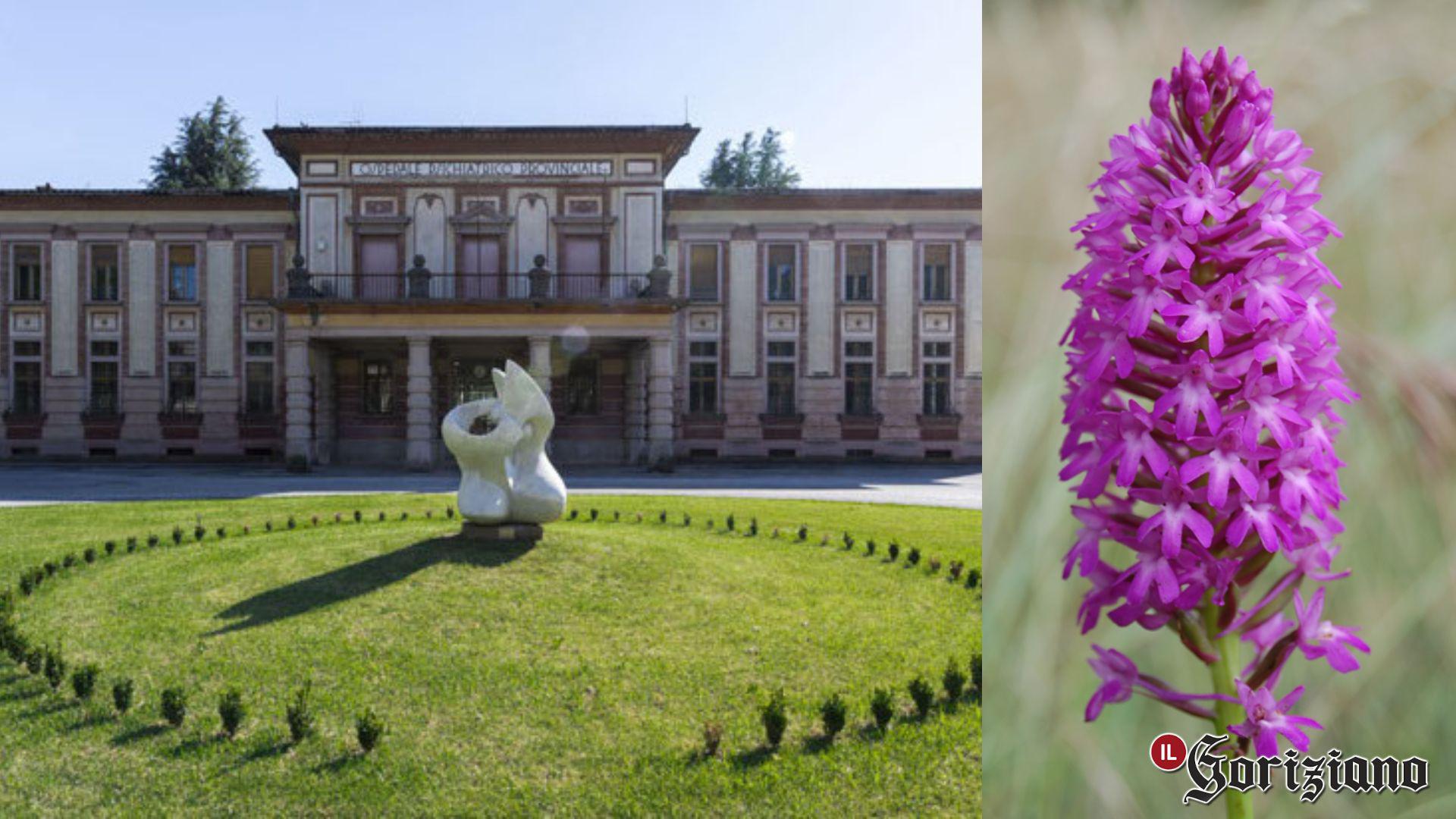 Copertina per Gorizia, orchidee scoperte dentro Parco Basaglia: Legambiente chiede tutele