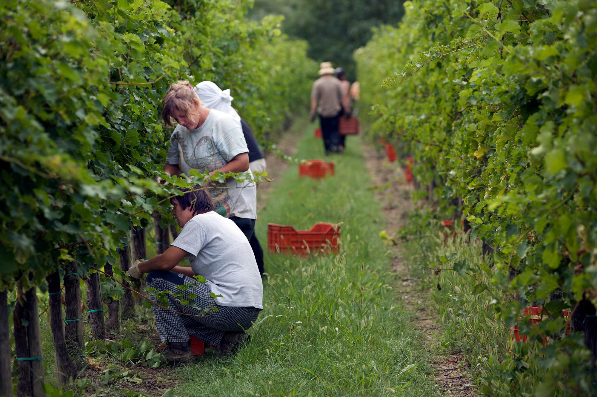 Turisti tra le viti a vendemmiare, ecco dove si può anche sul Collio