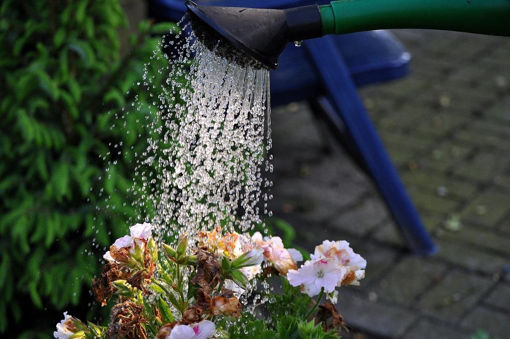 Immagine per Curare le piante dal caldo, appello ai volontari nel Parco dell'Isonzo a Campagnuzza