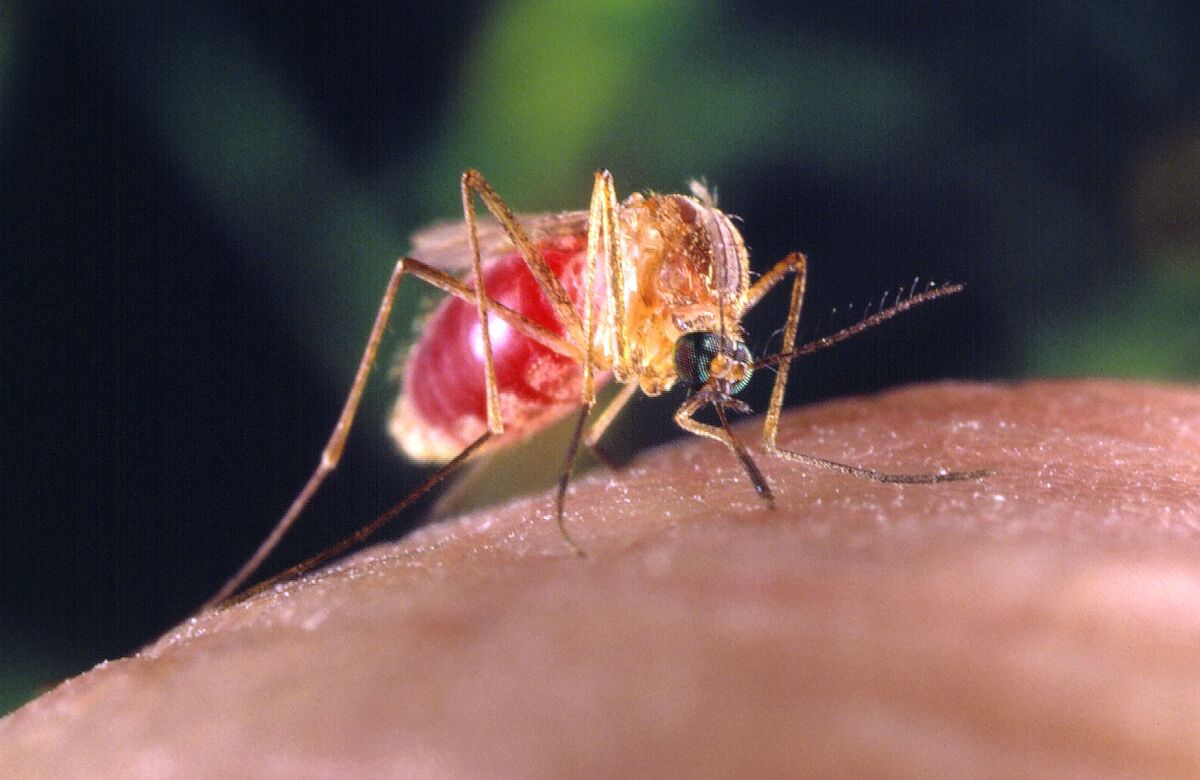 Copertina per Lotta a zanzare contro West Nile e dengue, nuova disinfestazione a Gorizia
