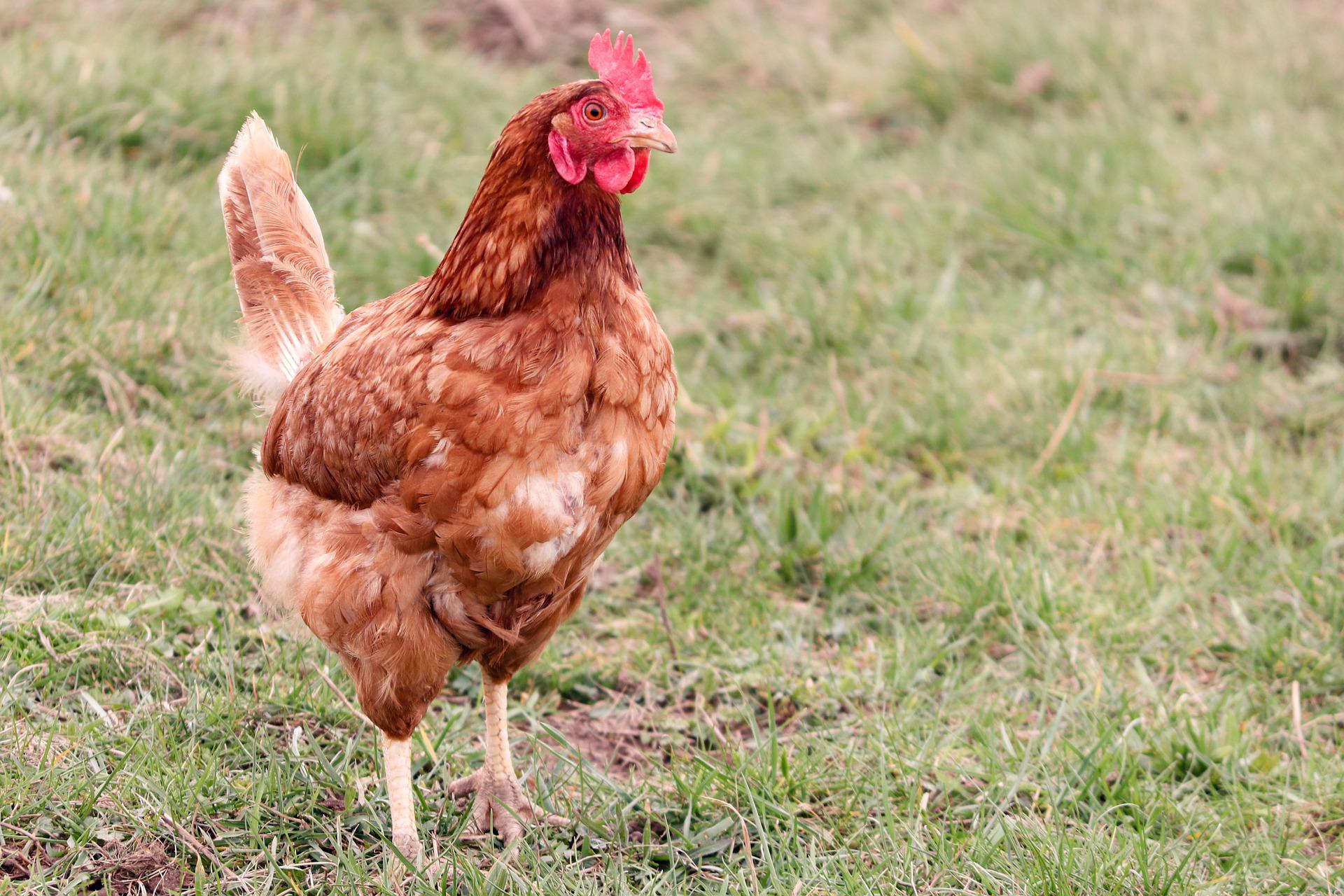 Gallina gratis