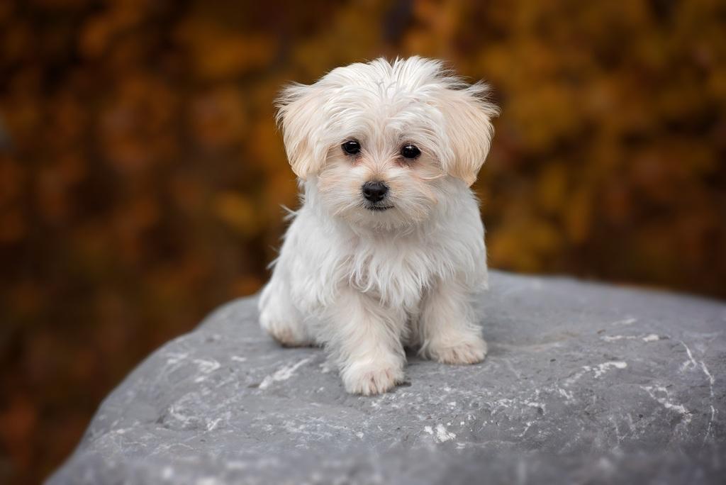 Immagine per 5 cagnolini nel furgone, denunciato un uomo per traffico illecito a Gorizia