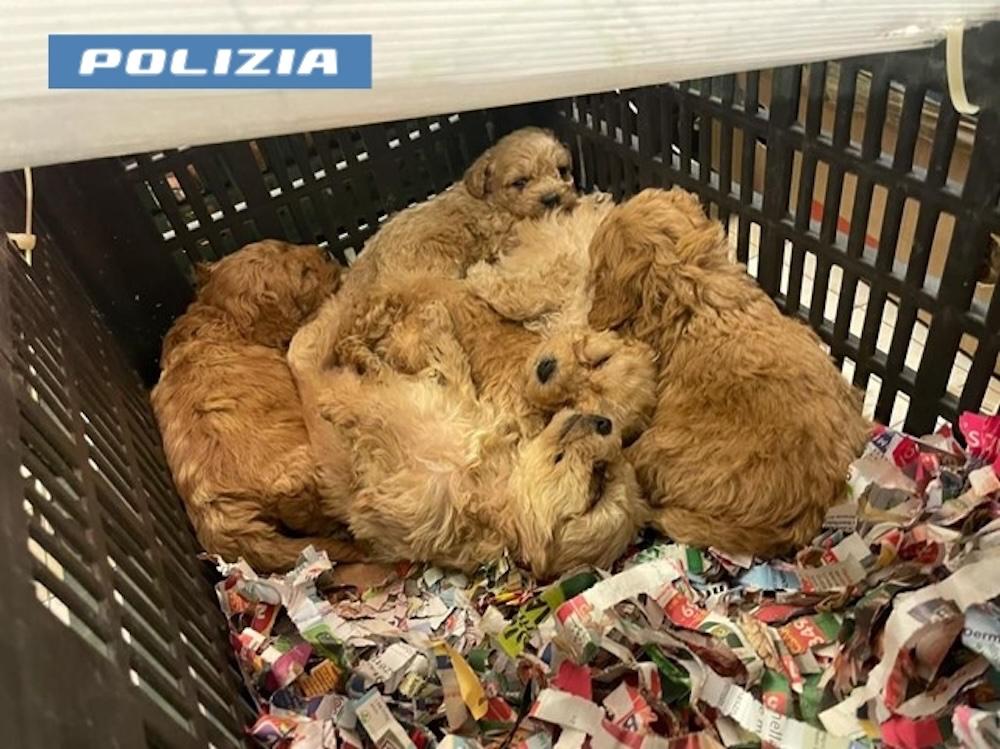 Copertina per Trasporta 77 cuccioli di cane non in regola, 46enne fermato a Gorizia