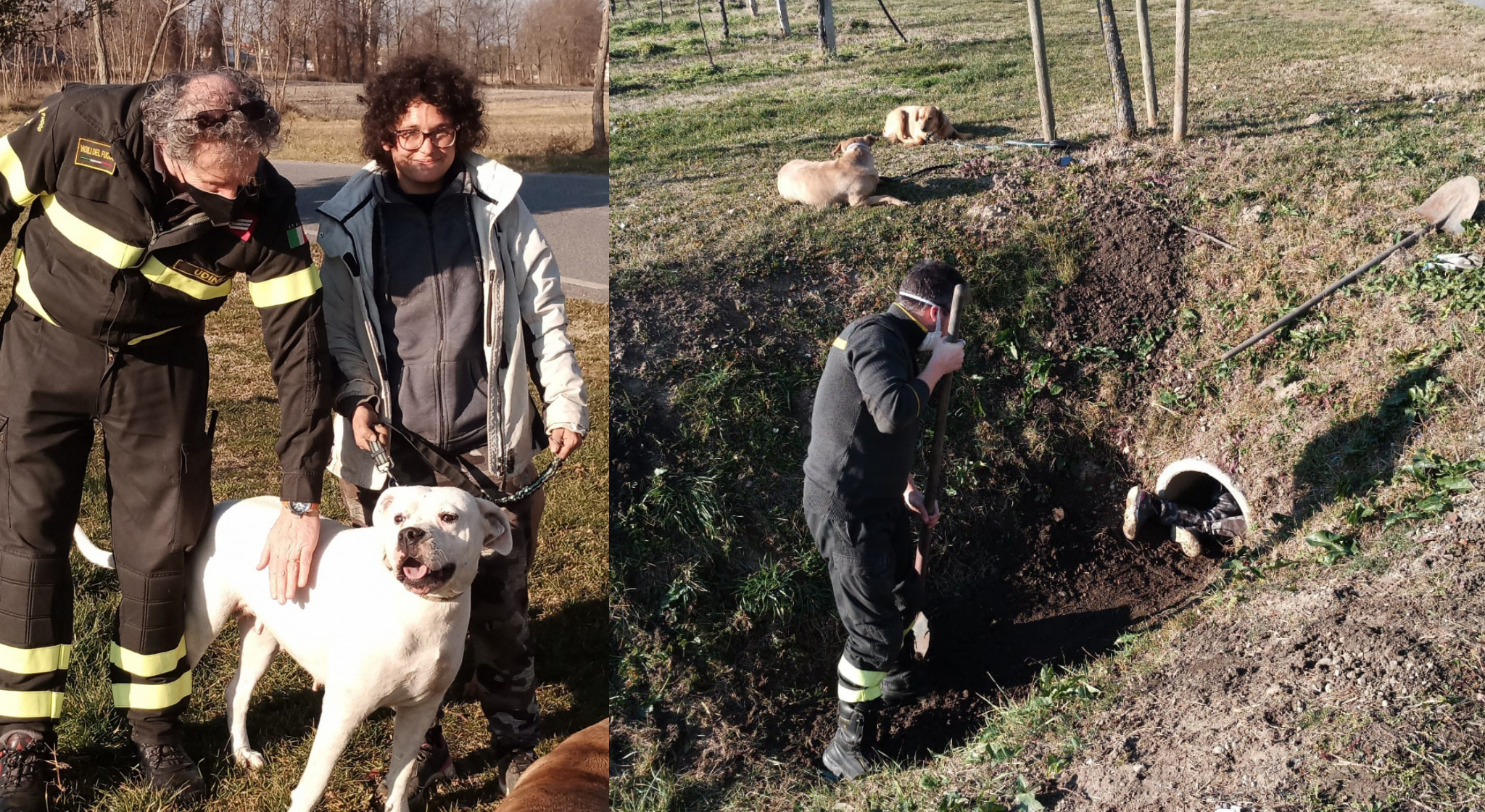 Immagine per Brutta avventura per un cane a Ruda, incastrato dentro un tubo
