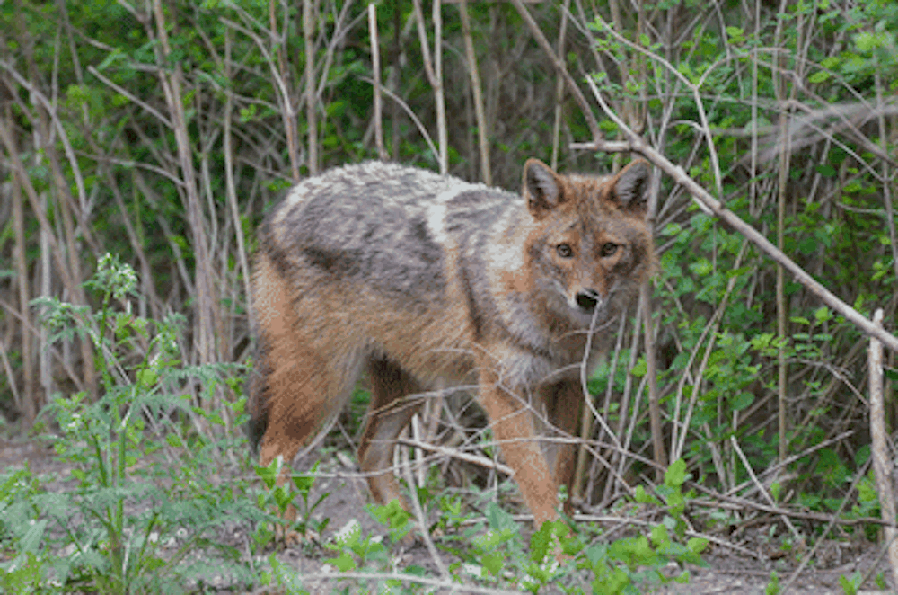 Immagine per Sciacallo dorato sul Carso, gli animalisti: «Non è pericoloso per l'uomo»