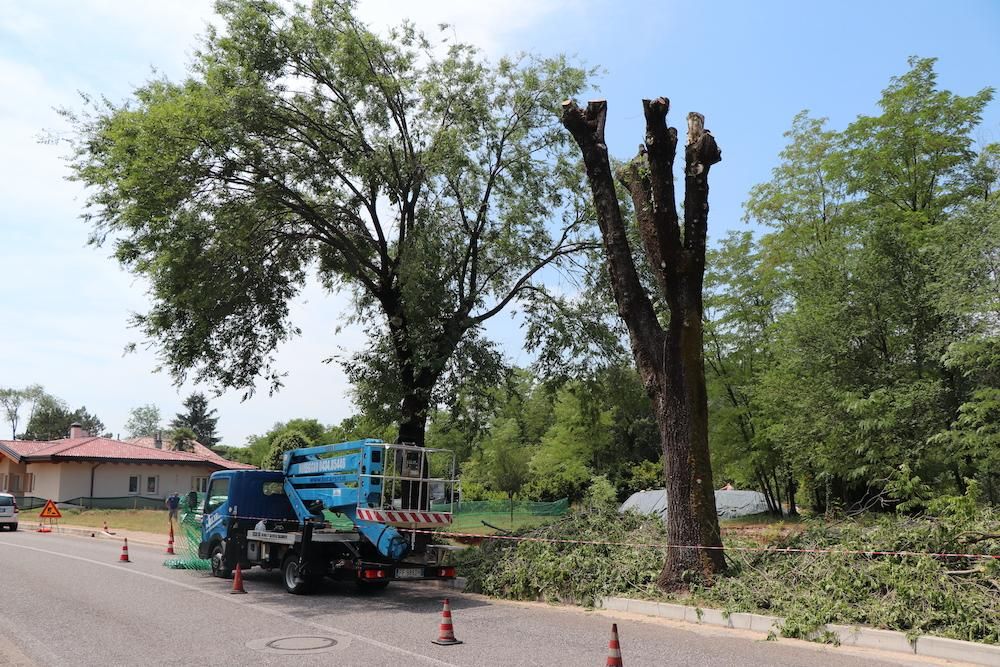 Immagine per Alberi in via Cordaioli, scontro tra Zanella e Del Sordi sul progetto Gect