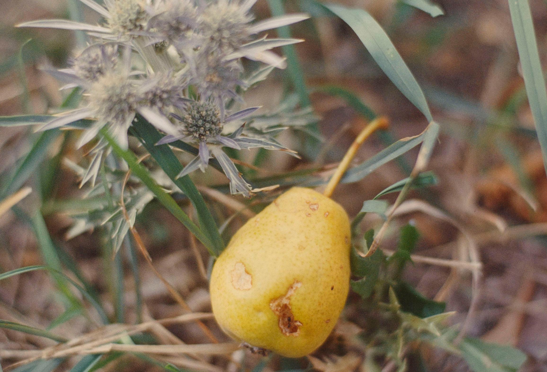 Immagine per Gli antichi frutti raccontano il confine, la guida di Gregor Božič a Dobrovo 