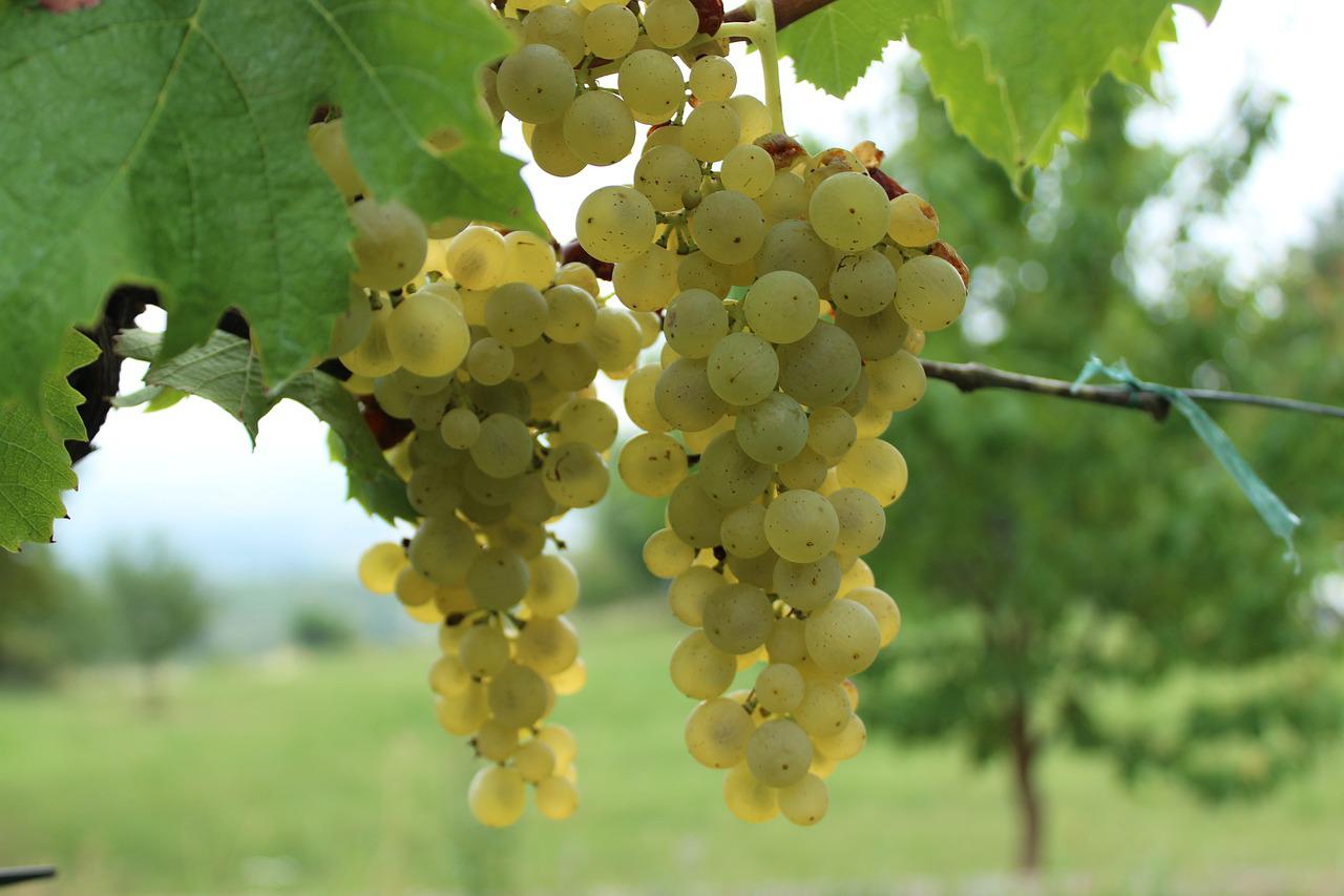 Copertina per Quella vite del Bianco del Collio piantata Gorizia, radici nell'Ottocento