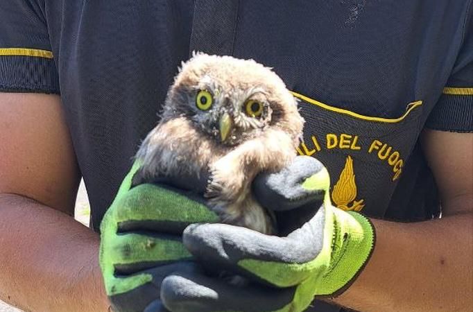 Immagine per Gufetto incastrato in una bocca di lupo, salvato dai vigili del fuoco a Gorizia 