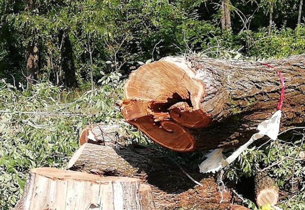 Immagine per «Gorizia sta cambiando, facciamone una città amica degli alberi»