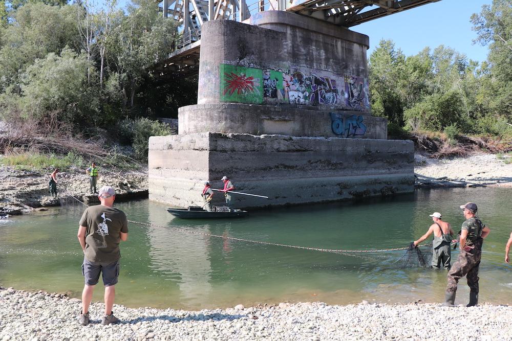 Copertina per Troppa acqua nella pozza, domani il recupero del pesce a Gradisca