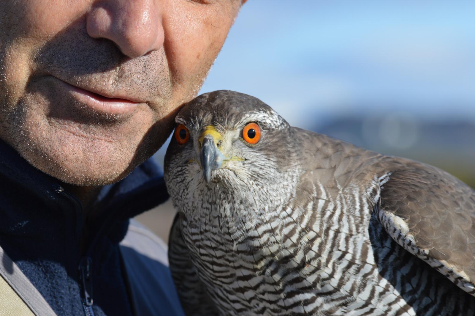 Copertina per I maestri della falconeria a Gorizia, appuntamento a Castel San Mauro