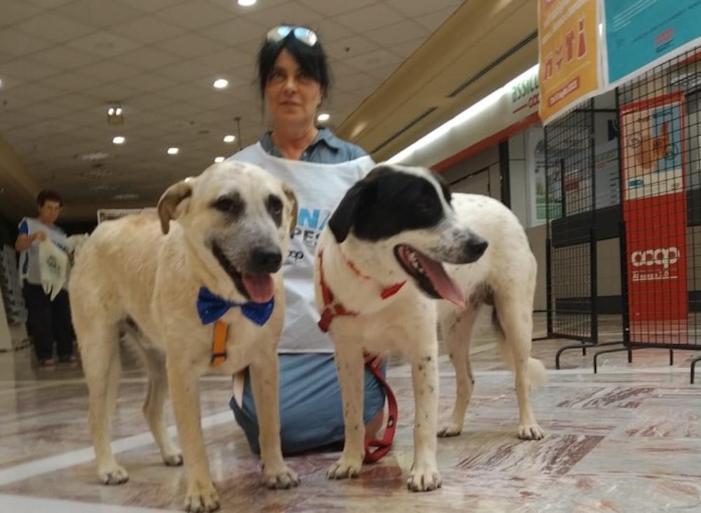 Copertina per Un aiuto agli animali abbandonati, ritorna Dona la spesa nelle Coop di Gorizia