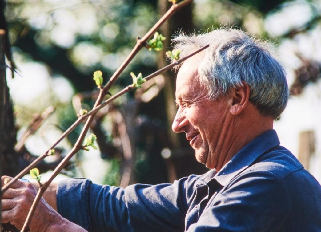 Copertina per Addio a Edi Simčič, pioniere del mondo vino del Collio sloveno: aveva 91 anni