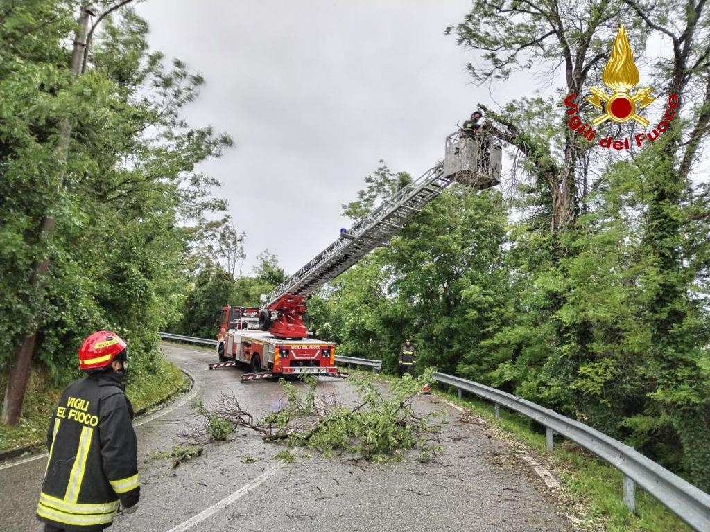 Copertina per Raffiche di vento, oltre 100 chiamate in Fvg: alberi a terra a Gorizia