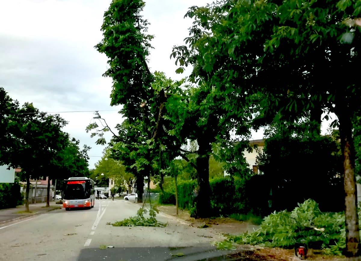 Copertina per Maltempo, forti raffiche di vento a Gorizia: grossi rami caduti in strada