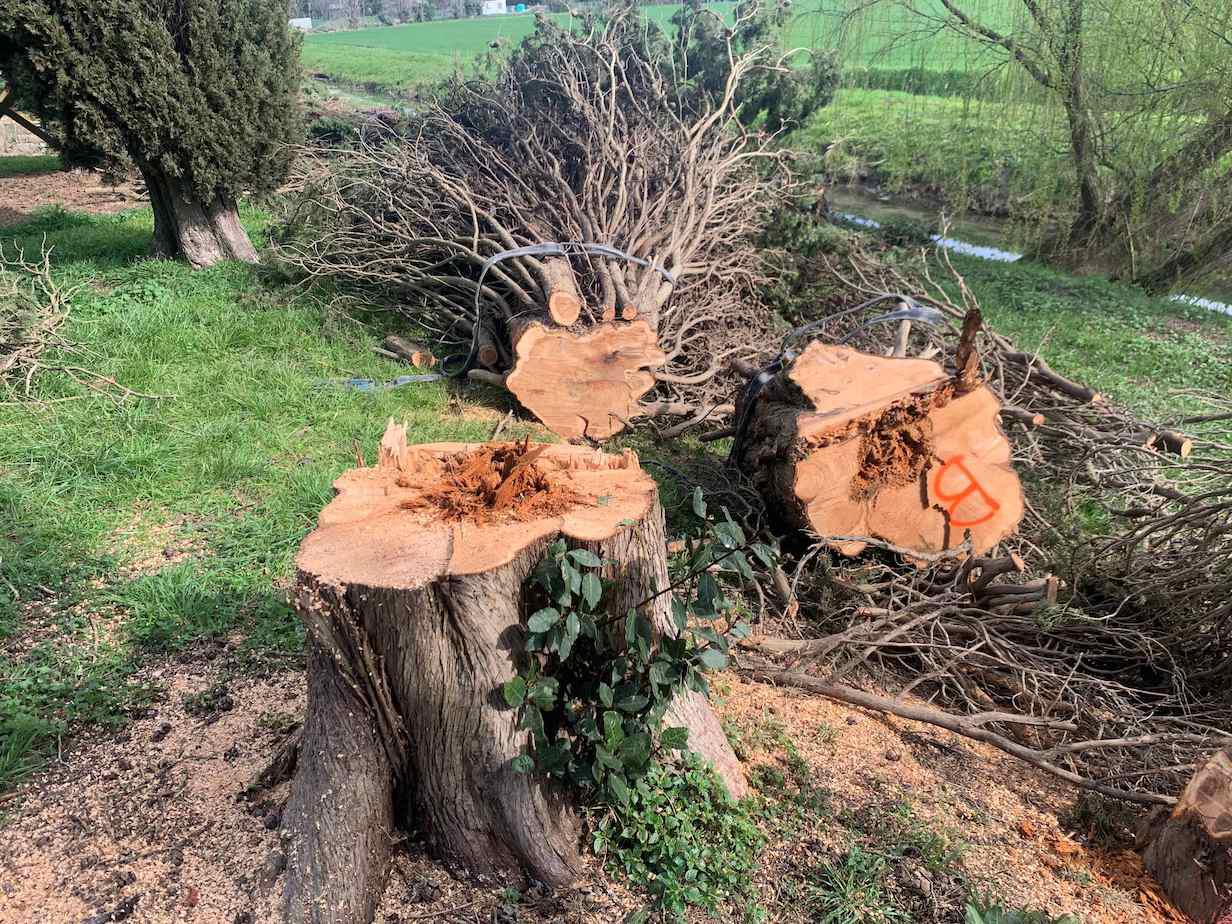 Cipressi da abbattere nell'antico porto di Aquileia, intervento in elicottero