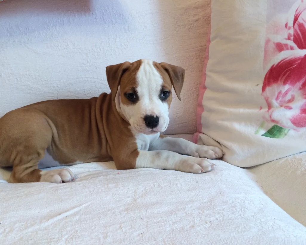 Trafficavano cagnolini di razza in autostrada, denunciate due persone a Duino 