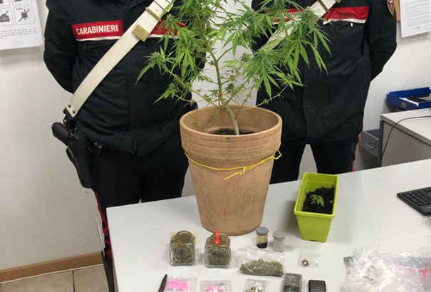 Immagine per Gorizia, tradito dalla piantina sul balcone: 19enne coltivava marijuana in casa