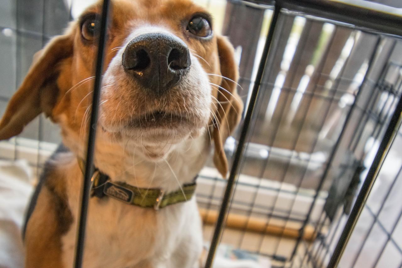 Immagine per Piccoli amici in cerca di famiglia, 20 cani adottati da marzo a Gorizia 