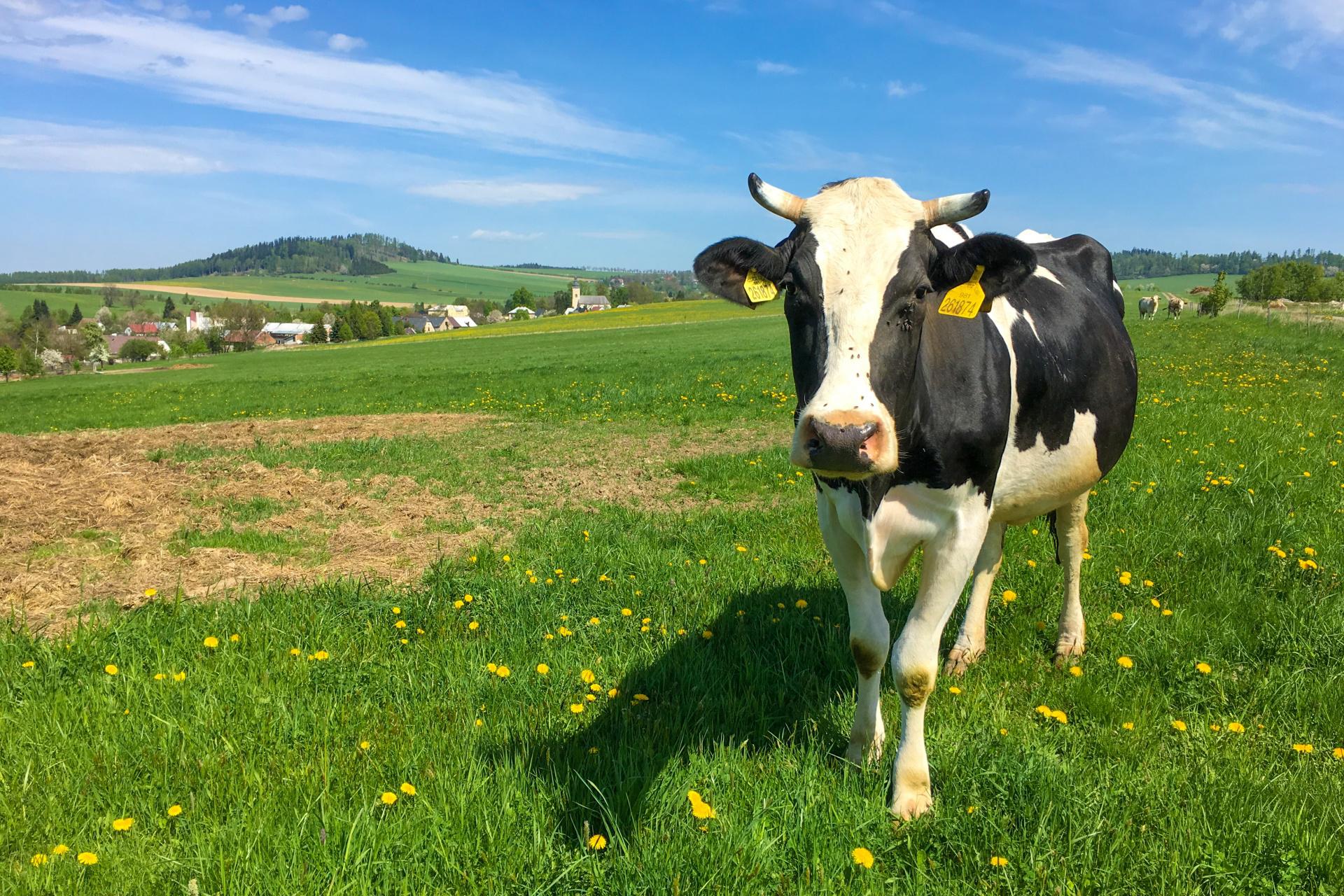 Il cibo sintetico spaventa gli agricoltori, grido di allarme a Gorizia