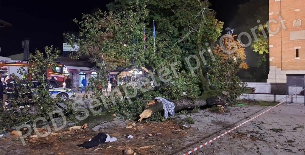 Immagine per Cade albero di 10 metri nella piazza di Šempeter, anziana muore travolta