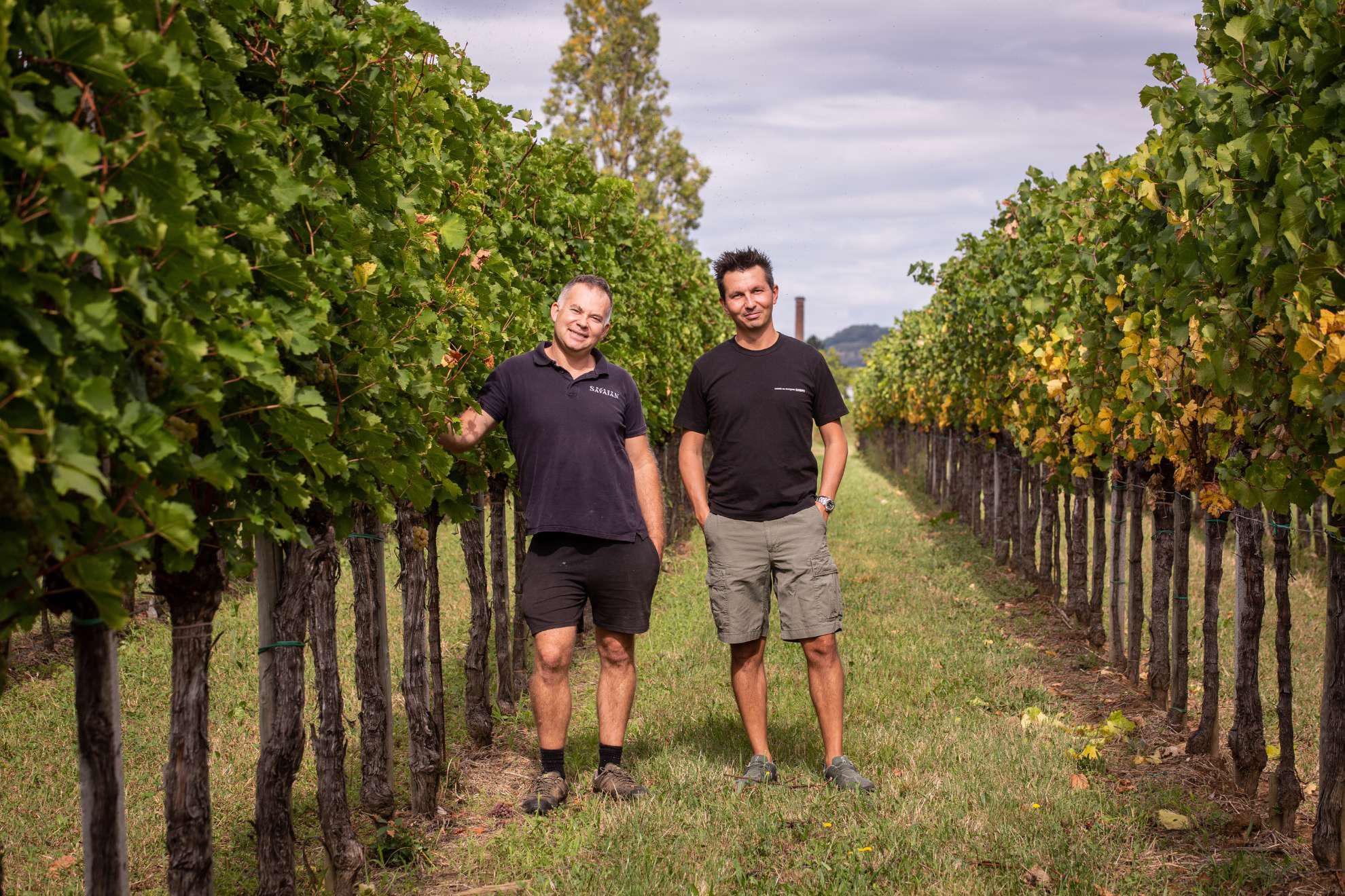Copertina per Cormons, il vino di Borgo Savaian premiato come miglior Orange