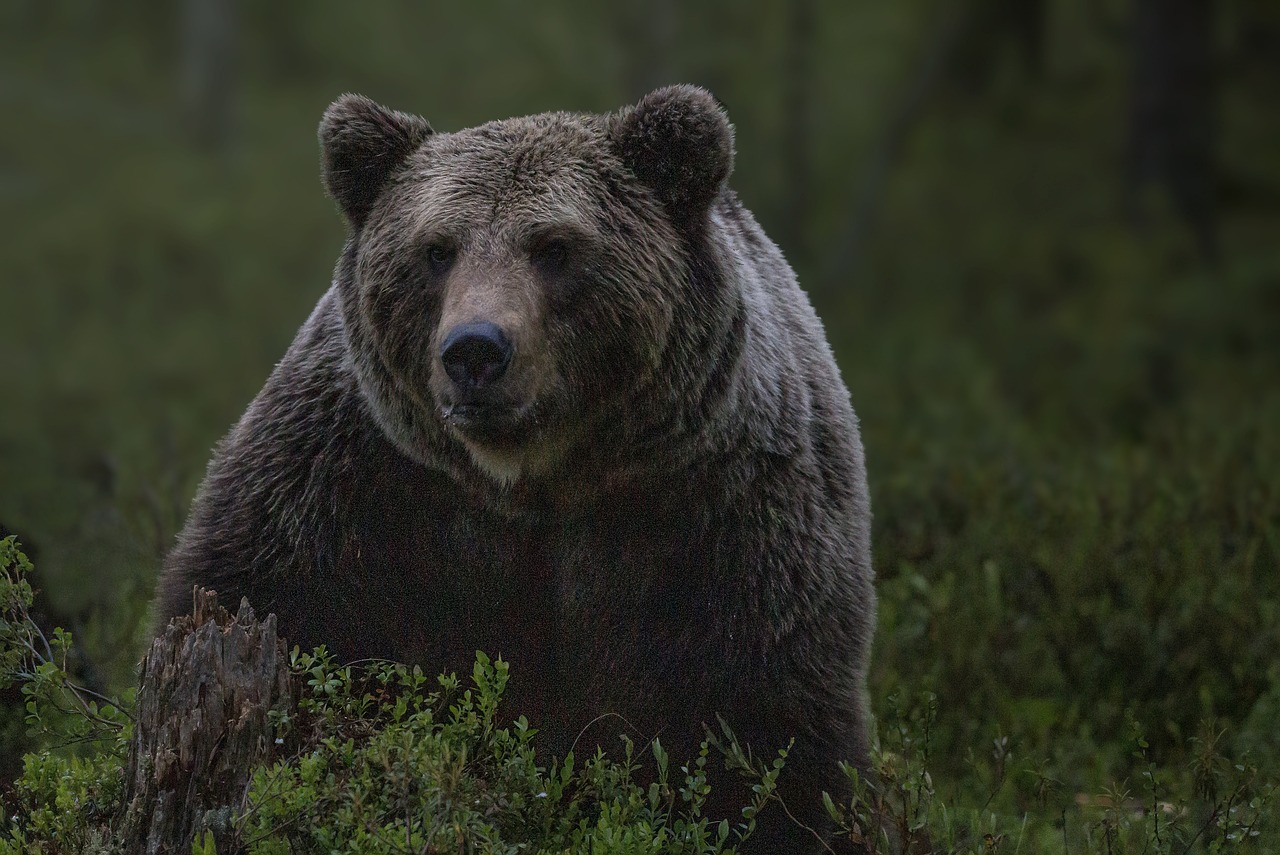 Immagine per Cacciatore attaccato da un orso sul Carso sloveno, ricoverato a Šempeter