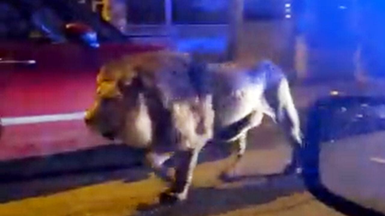 Copertina per Leone fuggito a Ladispoli, il sindaco di Gorizia: basta animali nei circhi