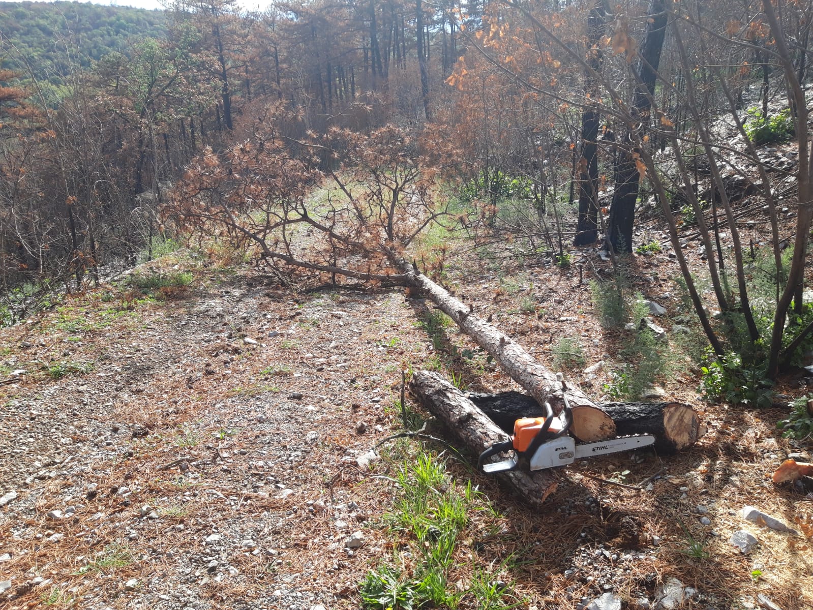 Immagine per Maltempo, alberi travolti dal vento sulle strade: interventi a Savogna