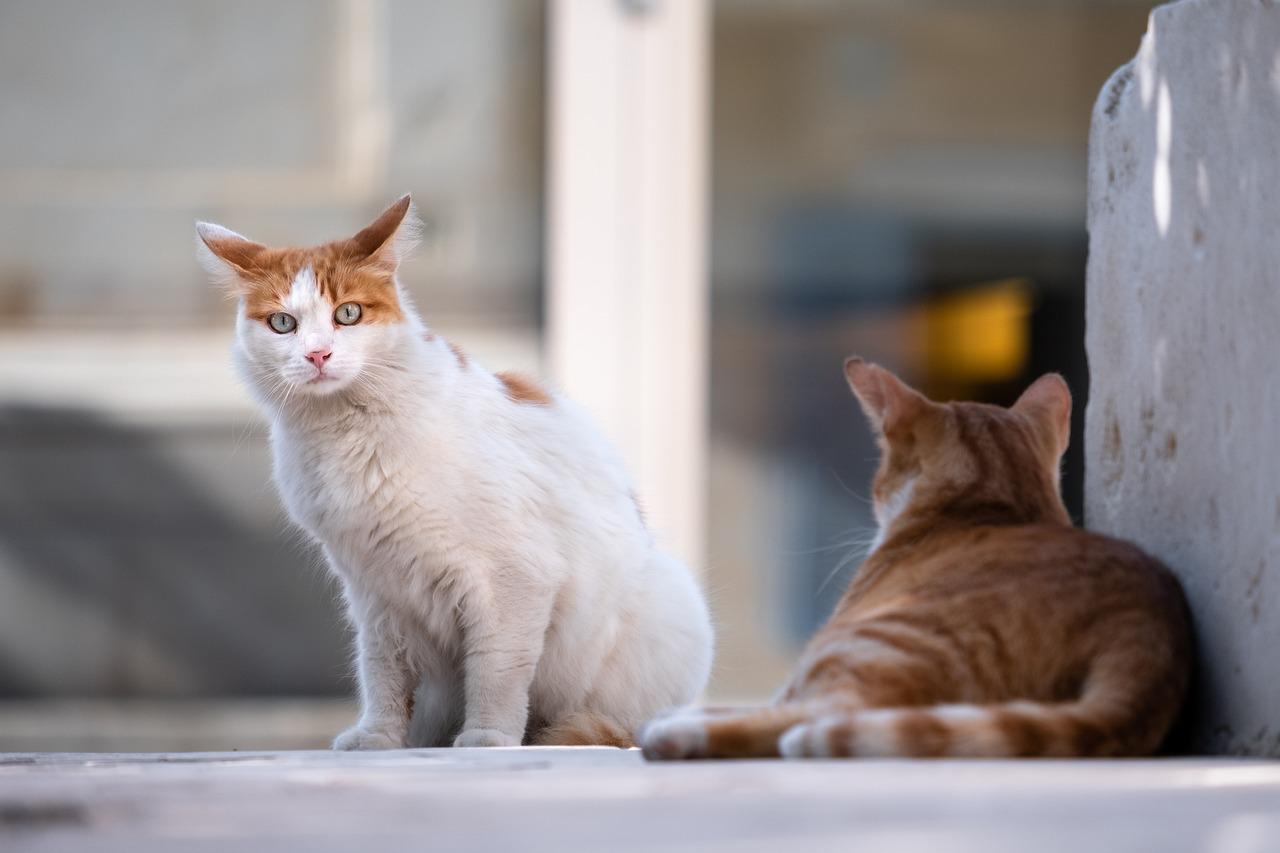 Copertina per Rifugio A-micioso apre le porte a Gorizia, settanta gatti cercano casa