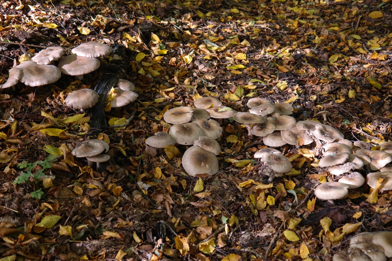 Immagine per Salcano chiama gli appassionati di funghi, piatti degli chef e la grande mostra 