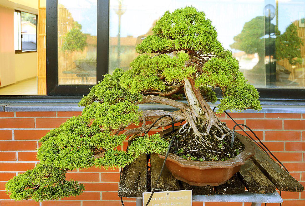 Bonsai in mostra a Gorizia, le piante secolari a Gusti di Frontiera