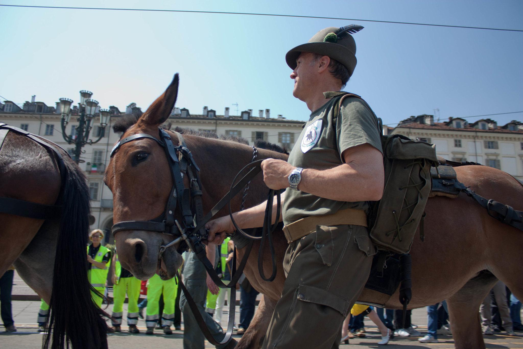 Copertina per Gli animali nella Grande guerra, muli e alpini nel campo a Castel San Mauro