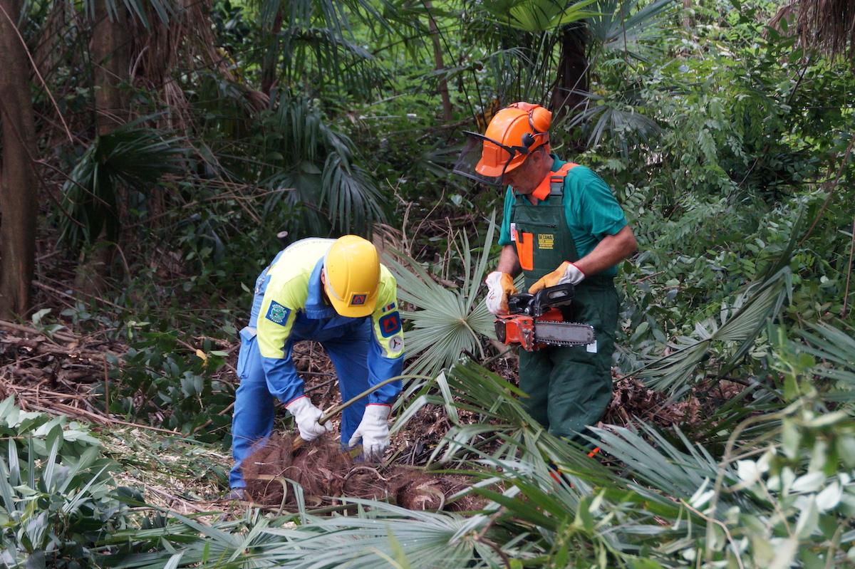 Copertina per Ruspe e motoseghe in parco dell'università, alpini in azione a Gorizia