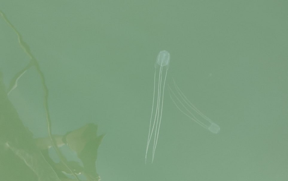 Immagine per La medusa Carybdea avvistata a Grado, tentacoli fino a 40 centimetri