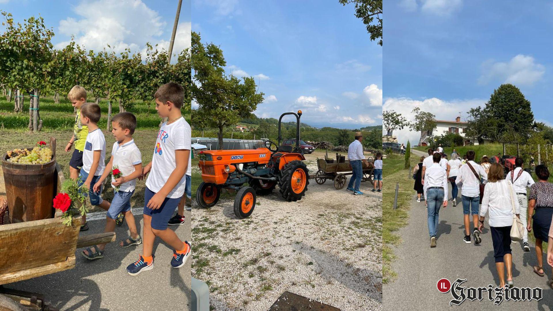 Immagine per San Floriano in festa per la vendemmia, attese 600 bottiglie del Comune