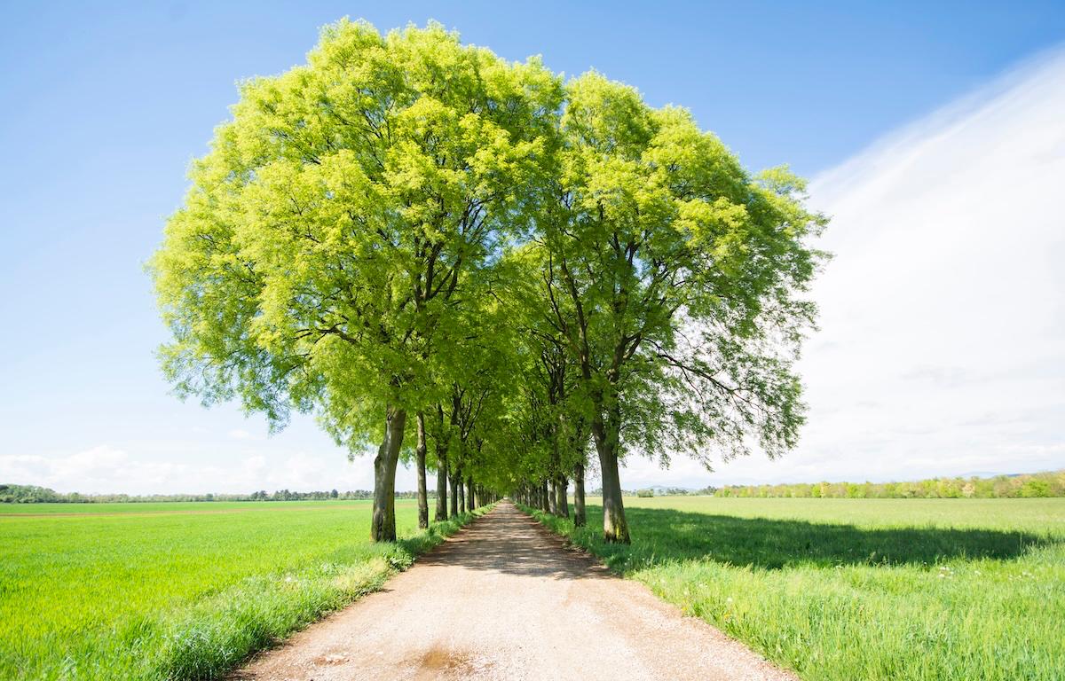 Immagine per Benessere in movimento, arriva la passeggiata nel verde alla scoperta di Borgnano