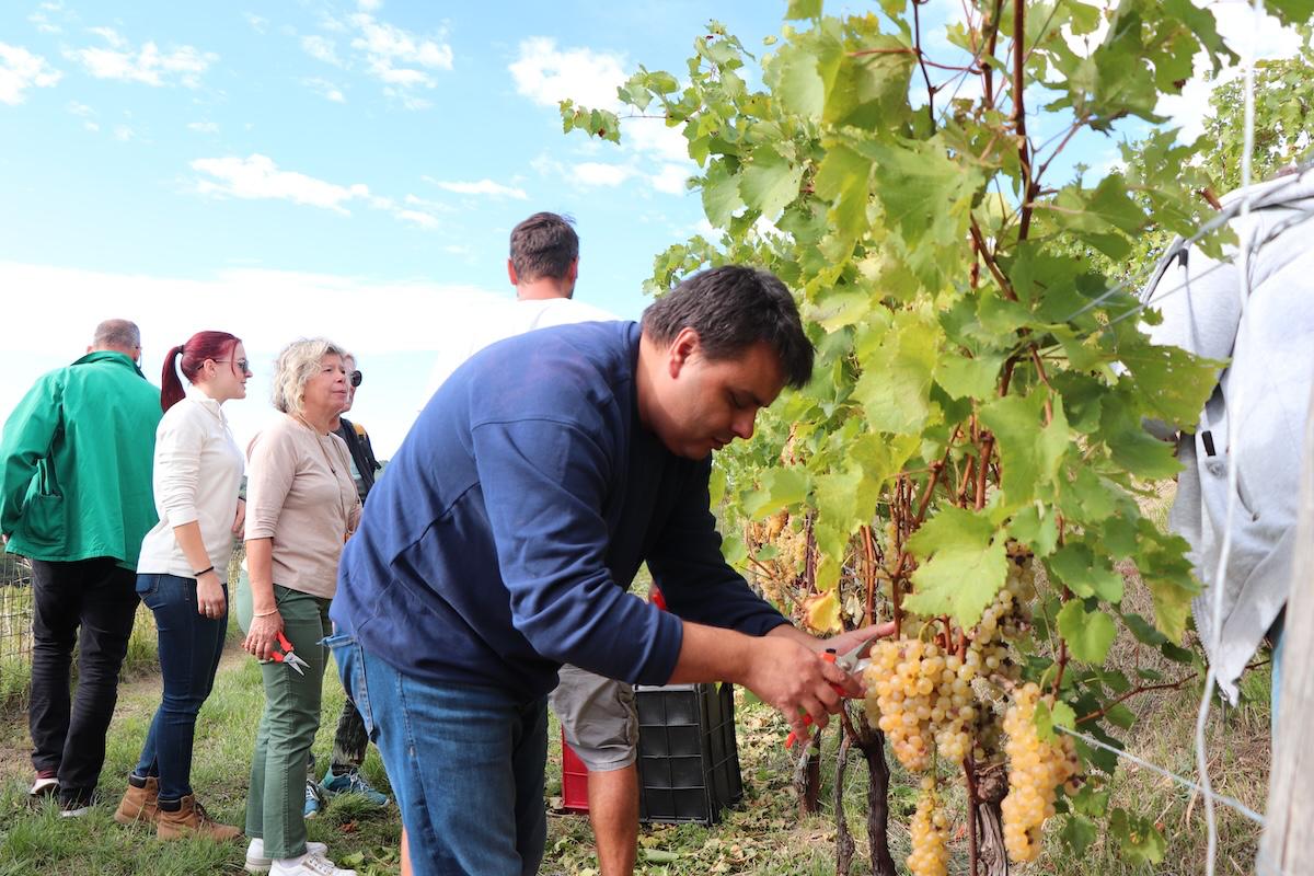 Copertina per Vendemmia solidale con l'Unione ciechi, grappoli e Ribolla tra le viti di Oslavia